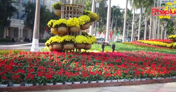 Đà Nẵng: Tất bật trang trí đường hoa Tết Mậu Tuất 2018