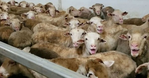 Người Úc sốc vì hàng nghìn con cừu bị hành hạ đến chết