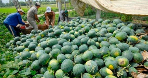 Điểm báo sang 7/5/2018: Hơn 1.130 tấn dưa hắc mỹ nhân trồng tại Quảng Ngãi ứ đọng