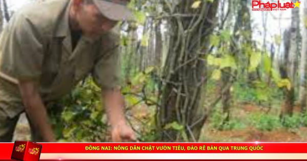 ĐỒNG NAI: Nông dân chặt vườn tiêu, đào rễ bán qua Trung Quốc