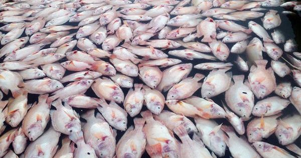 Hàng trăm tấn cá chết bất thường trên sông La Ngà