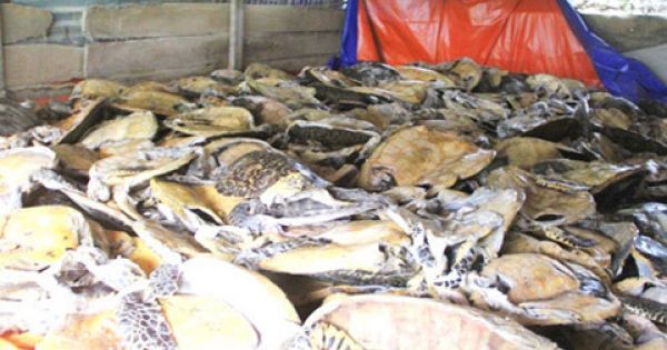 Tàng trữ hàng ngàn xác rùa biển, lãnh 4 năm 6 tháng tù
