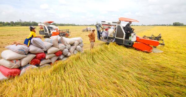 Điểm báo 19/06/2018: Giá xuất khẩu gạo cao nhất trong 4 năm