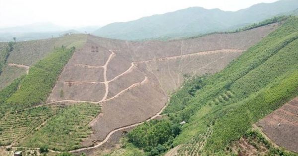 Vụ tàn phá rừng phòng hộ: UBND tỉnh Quảng Ninh vào cuộc