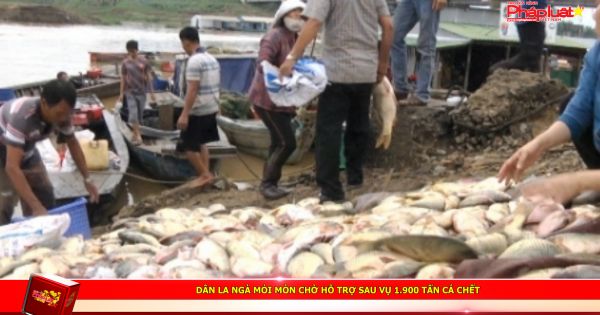 Dân La Ngà mỏi mòn chờ hỗ trợ sau vụ 1.900 tấn cá chết