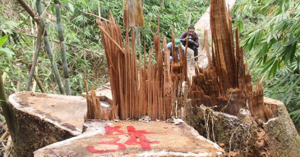 Quảng Nam: Truy nã hai nghi can cầm đầu vụ phá rừng lim cổ thụ