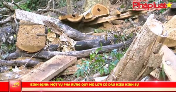Bình Định: Một vụ phá rừng quy mô lớn có dấu hiệu hình sự