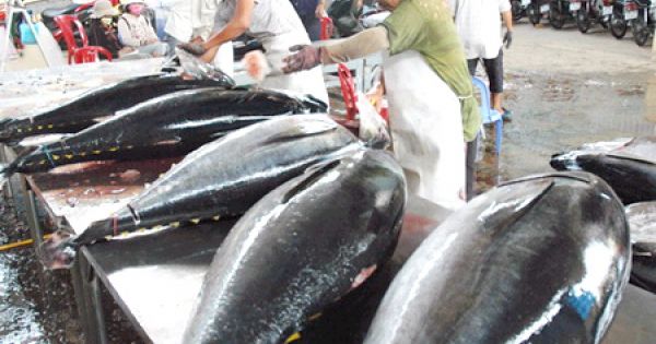 Úc siết kiểm tra chất lượng cá ngừ