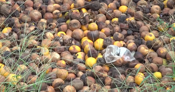Nghệ An: Hàng trăm tấn cam thối hỏng ngay trước vụ thu hoạch
