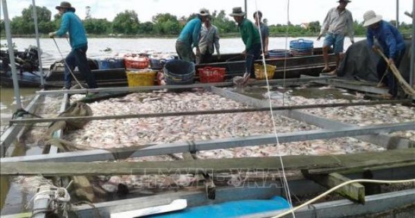 Tiền Giang: Hơn 160 tấn cá bè chết bất thường