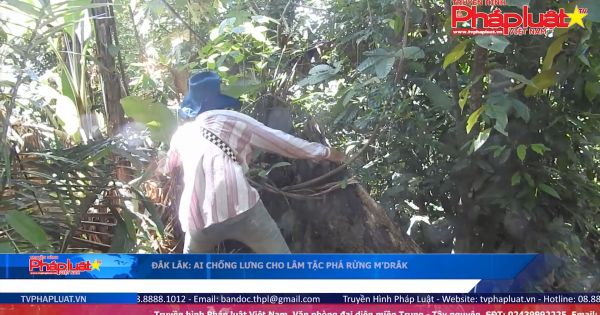 Đắk Lắk: Ai chống lưng cho lâm tặc phá rừng M'Drắk?