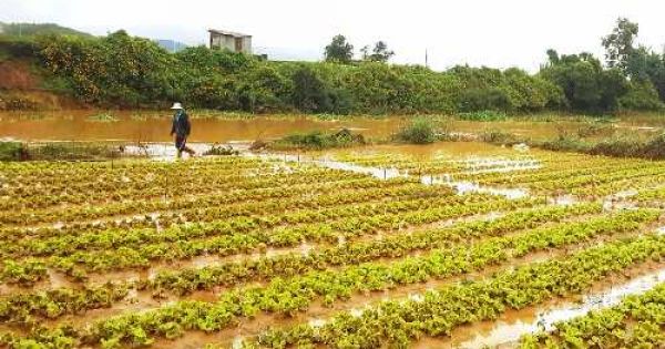 Hơn 70 ha rau ở Lâm Đồng ngập úng sau bão