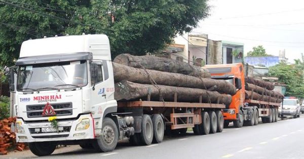 Bắt 4 xe container vận chuyển hàng chục cây 