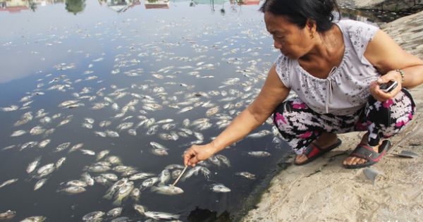 Hàng tấn cá chết nổi trên mặt hồ điều hòa ở Nghệ An