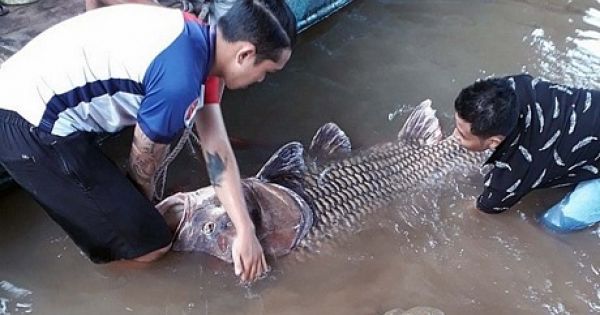 Bắt được cá hô vàng hơn trăm kg trên sông Tiền, bỏ túi gần 300 triệu