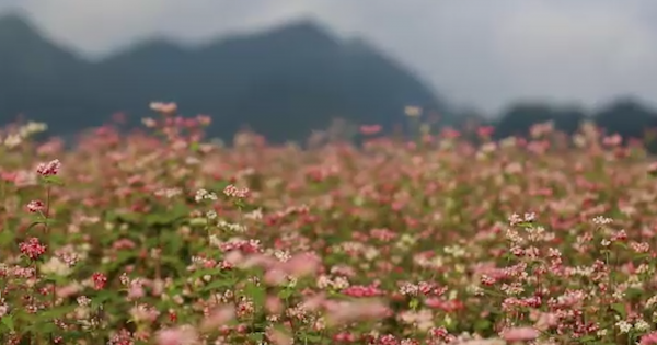 Mê đắm những đồi hoa tam giác mạch đẹp như tranh ở Hà Giang