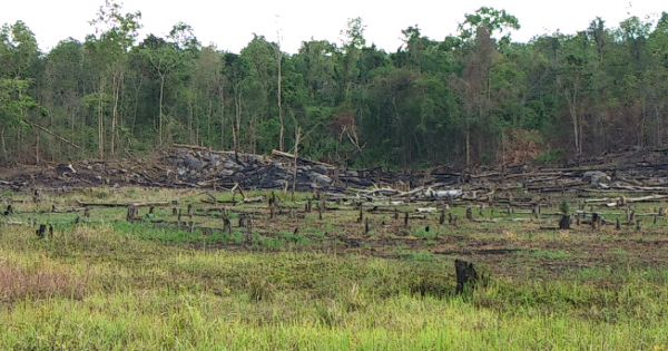 Ban quản lý rừng Ayun Pa “làm mất” hơn 550 ha rừng, chi sai hơn 1,6 tỷ đồng