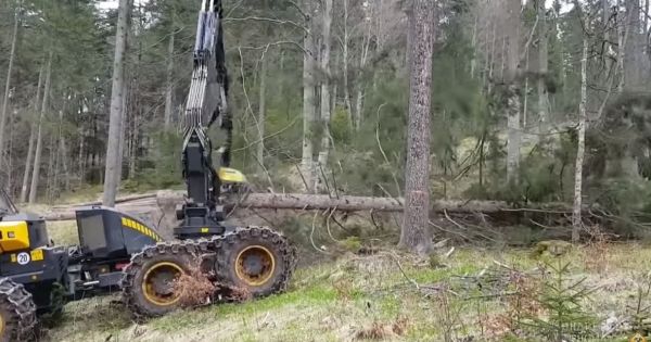Công nghệ khai thác gỗ