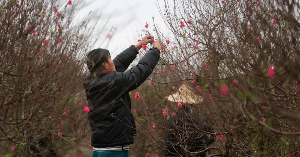 Hoa bung nở sớm, người trồng đào Nhật Tân tất bật chăm sóc để giữ giá
