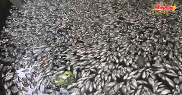 Cá chết dày đặc trên dòng kênh ngay giữa lòng thành phố Vinh