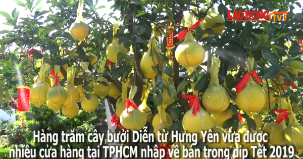 Bưởi Diễn Hưng Yên 70 triệu bất ngờ xuất hiện tại Sài Gòn
