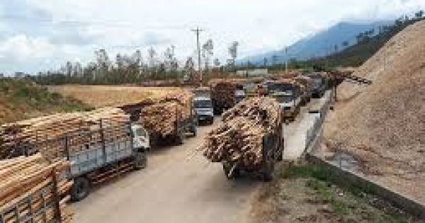 Nhà máy gỗ dăm hoạt động không phép, băm nát đường giao thông
