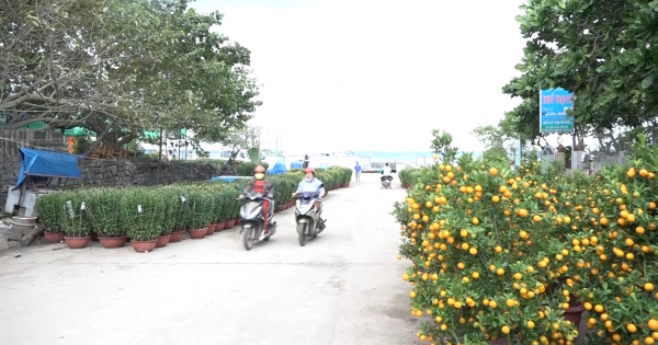 Đảo Lý Sơn tràn ngập sắc hoa xuân