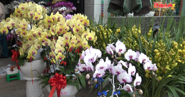 TP HCM: Sôi động thị trường mua hoa lan trưng tết Kỷ Hợi 2019