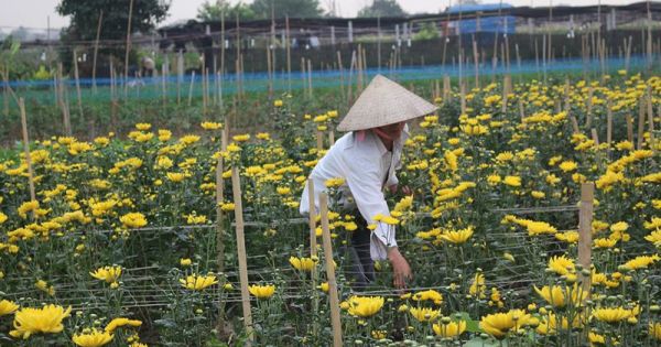 Rau xanh, hoa tươi ở Hà Nội rớt giá thê thảm sau Tết