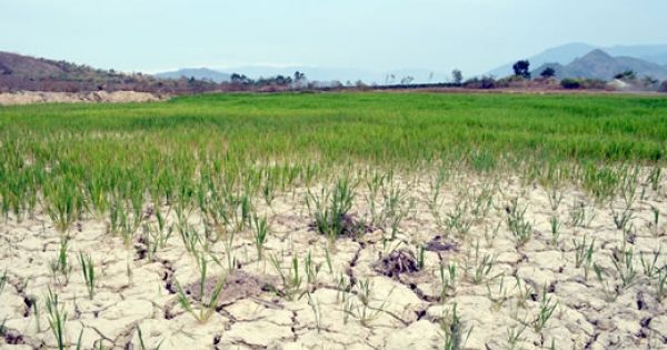 Tây Nguyên bắt đầu thiếu nước nghiêm trọng khi vào mùa khô 2019