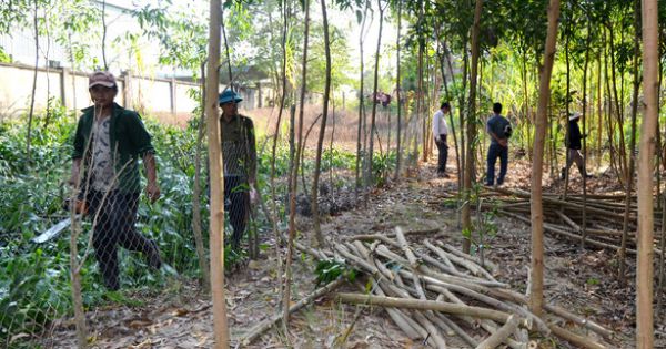 Vụ cưỡng chế 9.700 m2 đất của nguyên Bí thư huyện: Tự nguyện giao đất