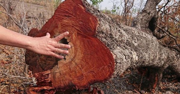 Kiến nghị làm rõ trách nhiệm địa phương để mất rừng