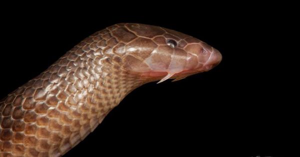 Phát hiện loại rắn độc mới không cần mở miệng vẫn có thể tấn công con mồi