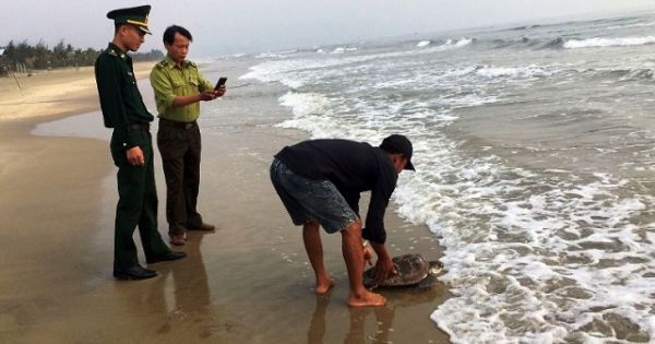 Thả cá thể rùa biển nằm trong Sách đỏ Việt Nam về tự nhiên
