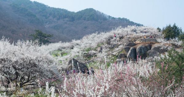 Mê mẩn sắc trắng tinh khôi làng hoa mơ Gwangyang