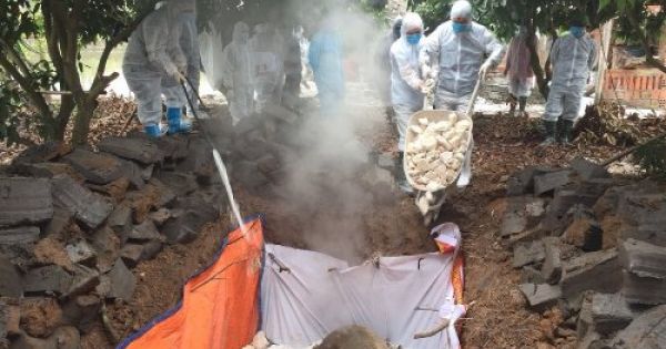 Hai cán bộ ở Quảng Ninh bị cảnh cáo vì chỉ đạo chôn lợn chết ở sân bóng