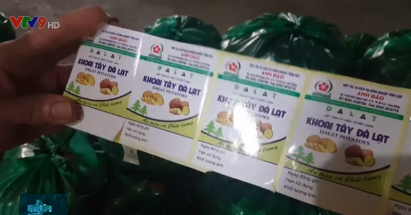 Dán tem chống hàng giả cho 1.500 tấn khoai tây Đà Lạt