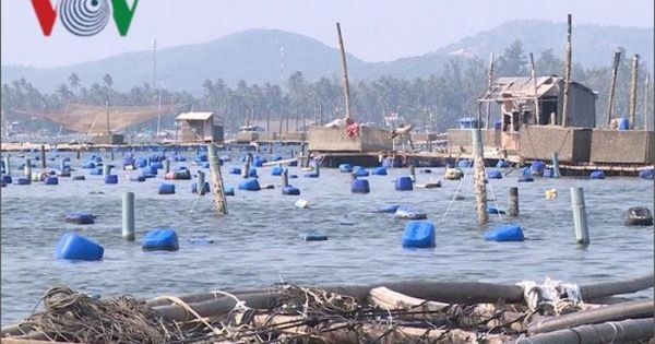 Nhức nhối nạn đánh bắt hải sản hủy diệt ở Phú Yên