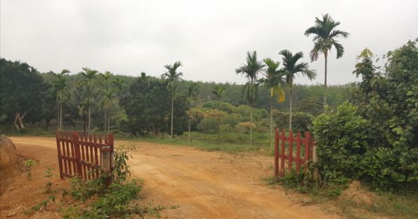 Quảng Trị: Giám đốc công ty lâm nghiệp lấn chiếm đất rừng