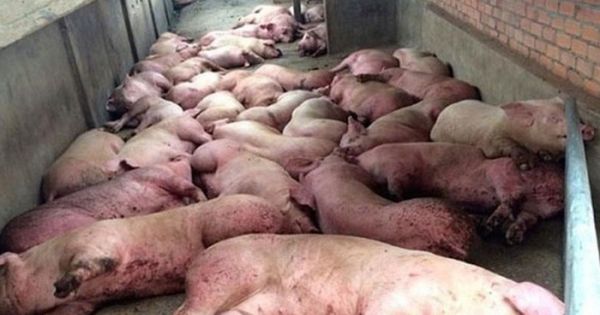 Vận chuyển hơn 300 con lợn nghi sử dụng giấy tờ giả để tiêu thụ