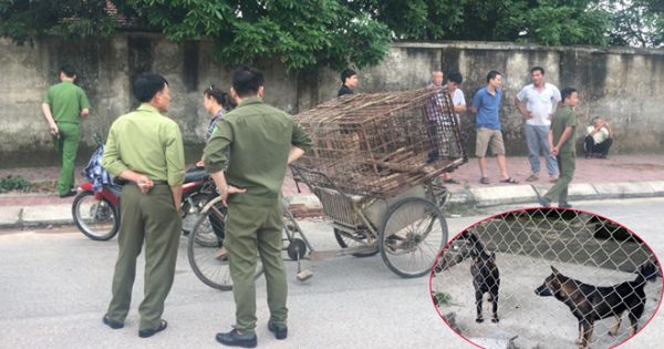 Vụ bé trai 7 tuổi ở Hưng Yên bị đàn chó cắn tử vong: Khởi tố vụ án