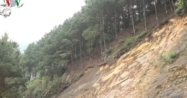 Khai thác ồ ạt quy mô lớn rừng thông ở khu du lịch Mẫu Sơn