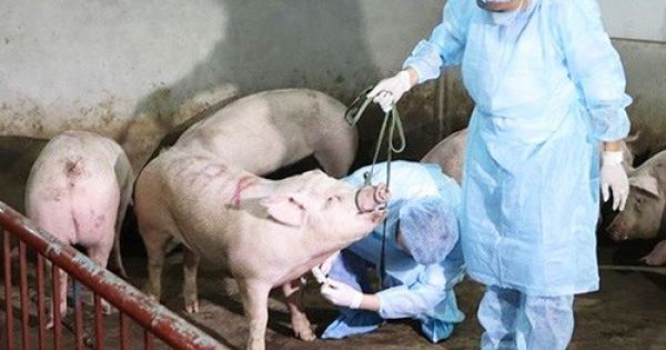 Thủ tướng chỉ đạo các bộ ban ngành về phòng chống dịch tả lợn châu Phi