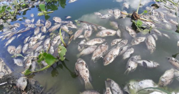 Cá chết trắng bụng nghi do nhiễm độc từ cống thải tại TP Đà Nẵng