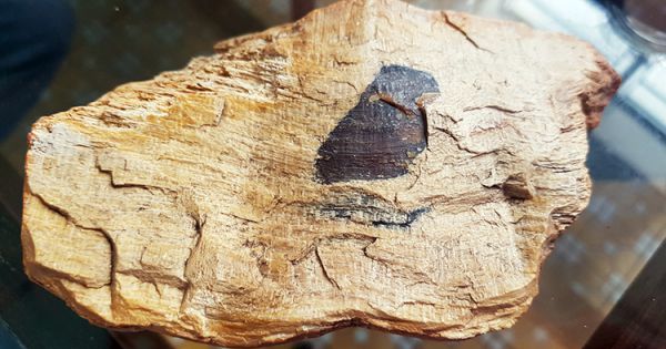 Gia Lai: Khai thác ồ ạt gỗ hóa thạch triệu năm tuổi
