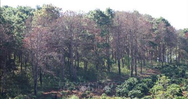 Khởi tố 3 cán bộ chuyển đổi đất rừng nhà nước thành đất cá nhân