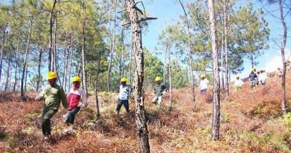 Lâm Đồng: 195 dự án liên quan đến rừng, đất rừng bị thu hồi