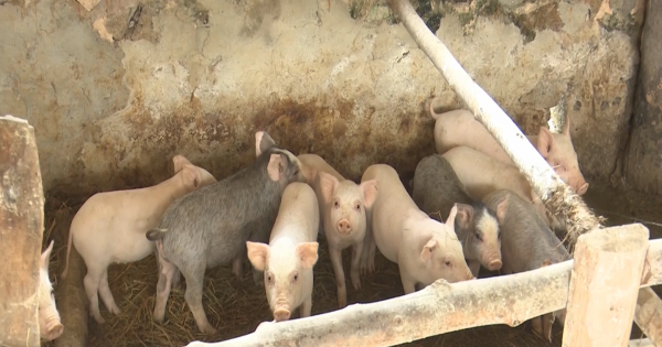 Nghệ An: Công bố 6 huyện hết dịch lợn tả Châu phi