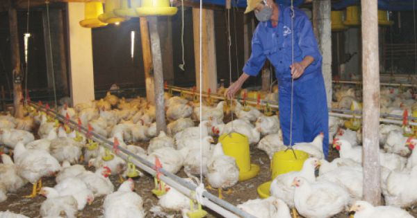 Bà Rịa - Vũng Tàu: Tiêu hủy hơn 10.000 con gà mắc cúm A/H5N6