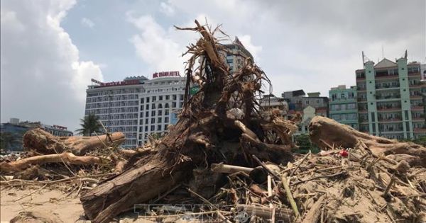 Sau bão lũ, lượng lớn củi, rác dạt vào bãi biển Sầm Sơn